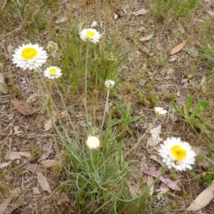 Leucochrysum albicans subsp. tricolor at Bruce, ACT - 24 Oct 2015