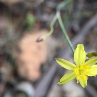 Tricoryne elatior (Yellow Rush Lily) at Goorooyarroo NR (ACT) - 24 Oct 2015 by JasonC