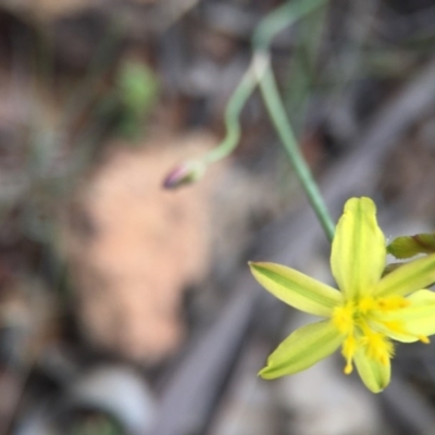Tricoryne elatior (Yellow Rush Lily) at Gungahlin, ACT - 25 Oct 2015 by JasonC