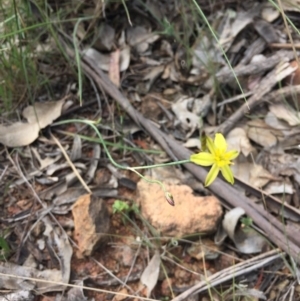 Tricoryne elatior at Gungahlin, ACT - 25 Oct 2015 07:31 AM