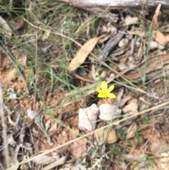 Tricoryne elatior at Gungahlin, ACT - 25 Oct 2015 07:31 AM