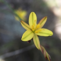 Tricoryne elatior at Gungahlin, ACT - 25 Oct 2015 07:31 AM