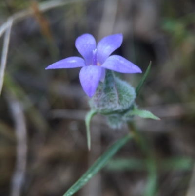 Wahlenbergia sp. (Bluebell) at Gungahlin, ACT - 25 Oct 2015 by JasonC