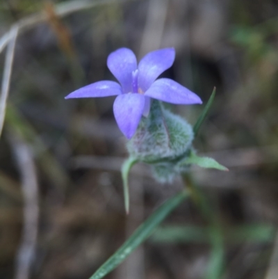 Wahlenbergia sp. (Bluebell) at Goorooyarroo NR (ACT) - 24 Oct 2015 by JasonC