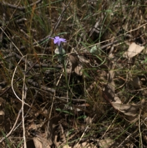 Wahlenbergia sp. at Gungahlin, ACT - 25 Oct 2015