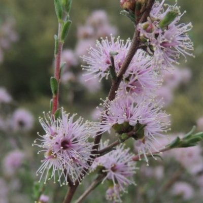 Kunzea parvifolia (Violet Kunzea) at Namadgi National Park - 20 Oct 2015 by michaelb