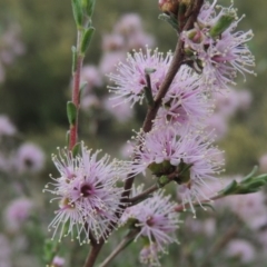 Kunzea parvifolia (Violet kunzea) at Tennent, ACT - 20 Oct 2015 by michaelb