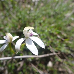 Caladenia moschata at Point 5811 - 24 Oct 2015