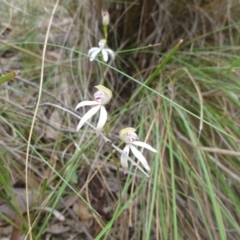 Caladenia moschata (Musky Caps) at Bruce Ridge - 24 Oct 2015 by jks