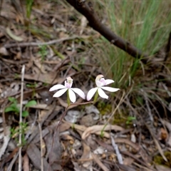 Caladenia moschata at Point 5809 - suppressed