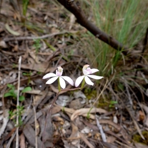 Caladenia moschata at Point 5809 - suppressed