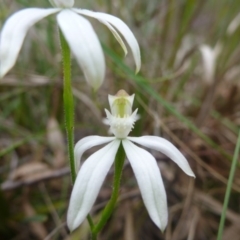 Caladenia moschata (Musky Caps) at Point 5809 - 24 Oct 2015 by jksmits