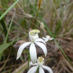 Caladenia moschata at Point 5809 - 24 Oct 2015