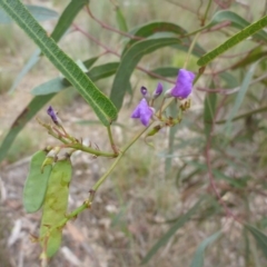 Hardenbergia violacea (False Sarsaparilla) at Bruce Ridge - 24 Oct 2015 by jks