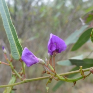 Hardenbergia violacea at O'Connor, ACT - 24 Oct 2015