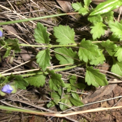 Veronica calycina (Hairy Speedwell) at Majura, ACT - 25 Oct 2015 by SilkeSma