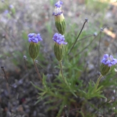 Vittadinia muelleri (Narrow-leafed New Holland Daisy) at Mount Ainslie - 24 Oct 2015 by SilkeSma