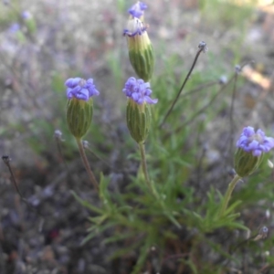 Vittadinia muelleri at Majura, ACT - 25 Oct 2015