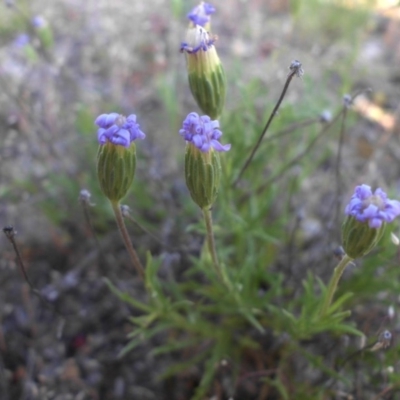 Vittadinia muelleri (Narrow-leafed New Holland Daisy) at Majura, ACT - 24 Oct 2015 by SilkeSma