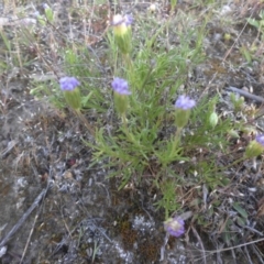 Vittadinia muelleri at Majura, ACT - 25 Oct 2015 07:43 AM