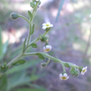 Hackelia suaveolens at Majura, ACT - 25 Oct 2015