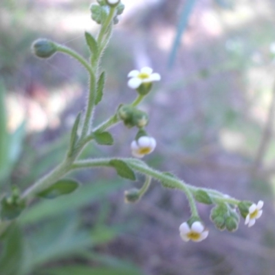 Hackelia suaveolens (Sweet Hounds Tongue) at Majura, ACT - 24 Oct 2015 by SilkeSma