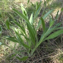 Hackelia suaveolens at Majura, ACT - 25 Oct 2015 07:46 AM