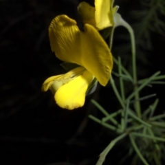 Gompholobium huegelii (pale wedge–pea) at Majura, ACT - 25 Oct 2015 by SilkeSma