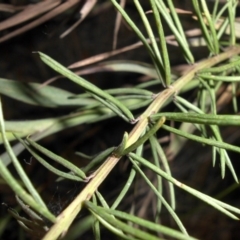 Gompholobium huegelii at Majura, ACT - 25 Oct 2015