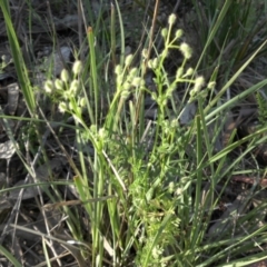 Daucus glochidiatus (Australian Carrot) at Campbell, ACT - 25 Oct 2015 by SilkeSma