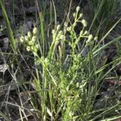 Daucus glochidiatus (Australian Carrot) at Mount Ainslie - 24 Oct 2015 by SilkeSma