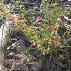 Gonocarpus tetragynus (Common Raspwort) at Mount Ainslie - 24 Oct 2015 by SilkeSma