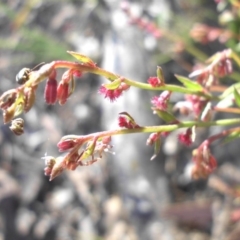 Gonocarpus tetragynus at Campbell, ACT - 25 Oct 2015