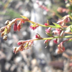 Gonocarpus tetragynus at Campbell, ACT - 25 Oct 2015