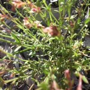 Gonocarpus tetragynus at Campbell, ACT - 25 Oct 2015