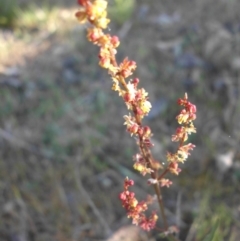 Rumex acetosella (Sheep Sorrel) at Campbell, ACT - 24 Oct 2015 by SilkeSma