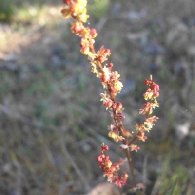 Rumex acetosella (Sheep Sorrel) at Mount Ainslie - 24 Oct 2015 by SilkeSma