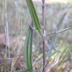 Rumex acetosella at Campbell, ACT - 25 Oct 2015