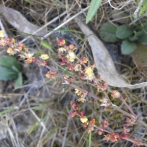 Rumex acetosella at Campbell, ACT - 25 Oct 2015