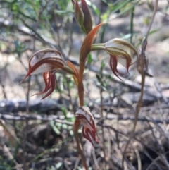 Oligochaetochilus hamatus (Southern Hooked Rustyhood) at Mount Majura - 25 Oct 2015 by AaronClausen