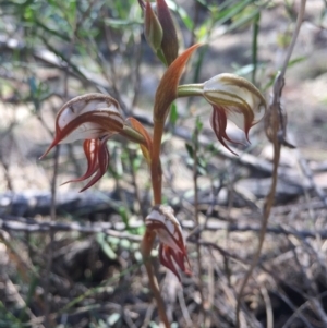 Oligochaetochilus hamatus at Canberra Central, ACT - 25 Oct 2015