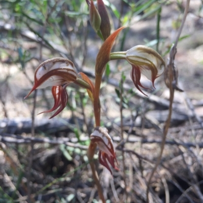 Oligochaetochilus hamatus (Southern Hooked Rustyhood) at Mount Majura - 25 Oct 2015 by AaronClausen