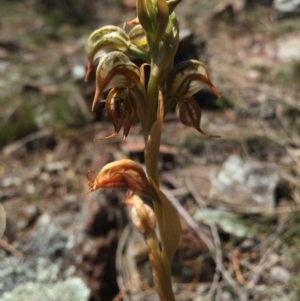 Oligochaetochilus hamatus at Canberra Central, ACT - 25 Oct 2015