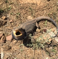 Pogona barbata (Eastern Bearded Dragon) at Mount Majura - 25 Oct 2015 by AaronClausen