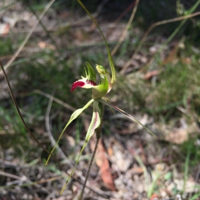 Caladenia atrovespa (Green-comb Spider Orchid) at Mount Majura - 25 Oct 2015 by AaronClausen