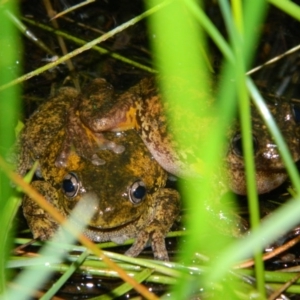 Litoria peronii at Wanniassa Hill - 24 Oct 2015 08:30 PM