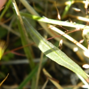 Tolpis barbata at Wanniassa Hill - 25 Oct 2015