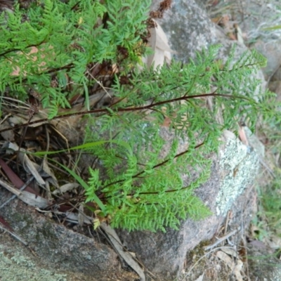 Cheilanthes austrotenuifolia (Rock Fern) at Fadden, ACT - 25 Oct 2015 by ArcherCallaway