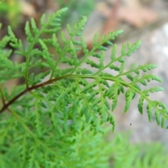 Cheilanthes austrotenuifolia at Fadden, ACT - 25 Oct 2015 07:34 AM