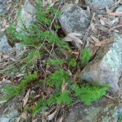 Cheilanthes austrotenuifolia at Fadden, ACT - 25 Oct 2015 07:34 AM